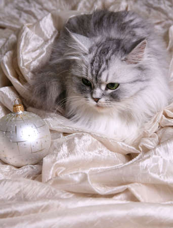 Two christmas spheres on a pink fabric and a grey catの写真素材