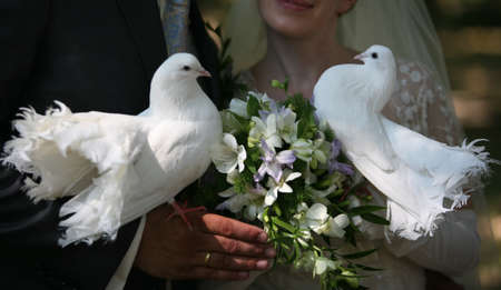 Wedding pigeons in hands of a newly-married coupleの写真素材
