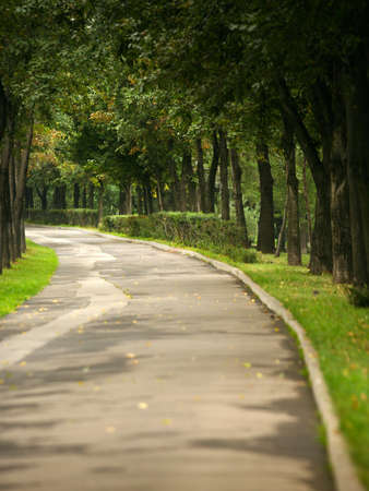 Lonely avenue in autumn parkの写真素材