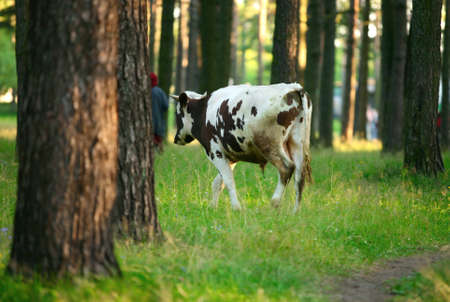A black-white grazing cow in green meadow in forestの写真素材