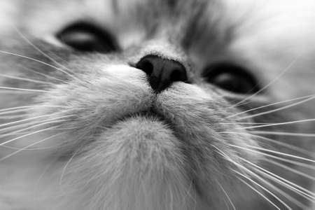 Close-up of a nose of a catの写真素材