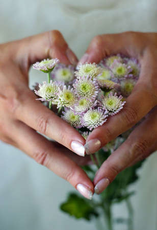Hands combined by the heart, filled with small chrysanthemumsの写真素材