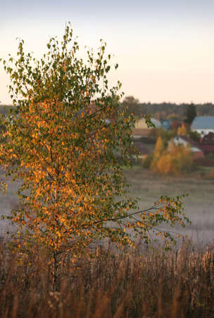 Trees in a fog on a sunsetの写真素材
