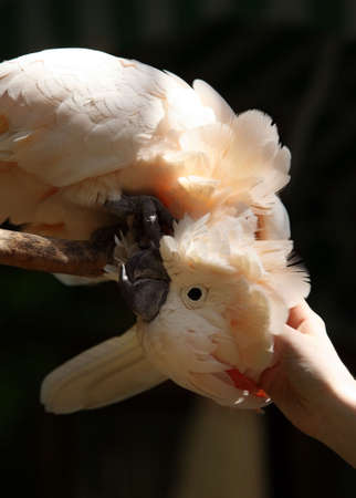 The woman touches a pink parrotの写真素材