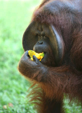 The orangutan eats a mango の写真素材