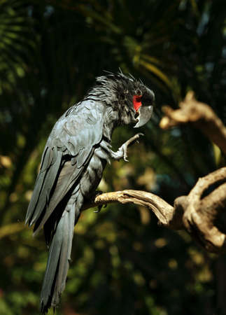 Black parrot in Bali a zoo. Indonesiaの写真素材