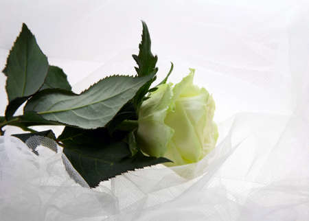 Greenish rose on a white fabricの写真素材