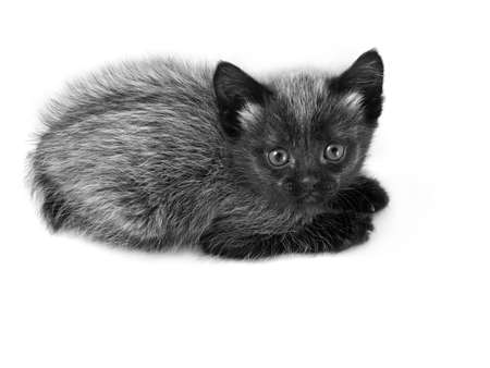 The small kitten on a white backgroundの写真素材