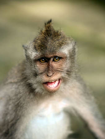 Portrait of the monkey with an amusing grimaceの写真素材