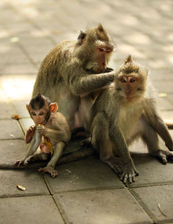  of monkeys. Bali a zoo. Indonesia