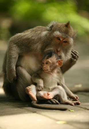 of monkeys. Bali a zoo. Indonesia