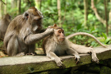 of monkeys. Bali a zoo. Indonesia