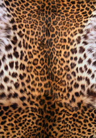 Full screen high resolution shot of a skin of the leopard. Good for a texture or a background