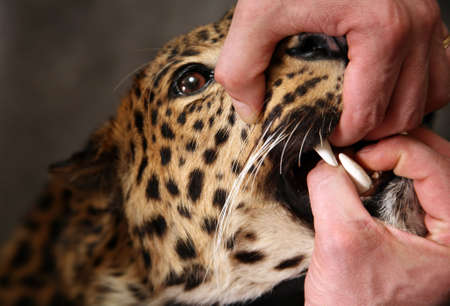 Furious leopard and man's hand close-upの写真素材
