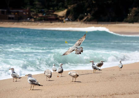 Image of a seagulls on the sand at a beachの写真素材