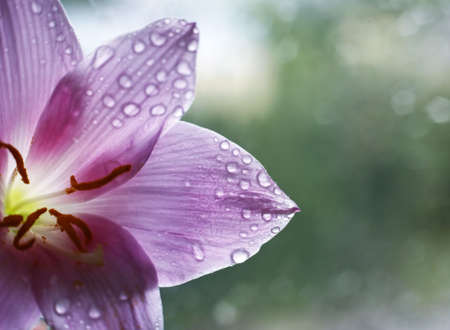 Pink flower with drops on a dim backgroundの写真素材