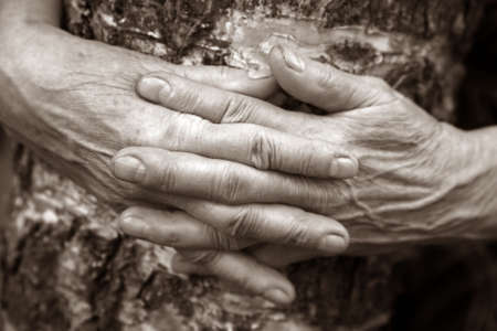 Hands of the elderly woman embracing a birchの写真素材