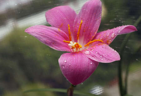Pink flower with drops on a dim backgroundの写真素材