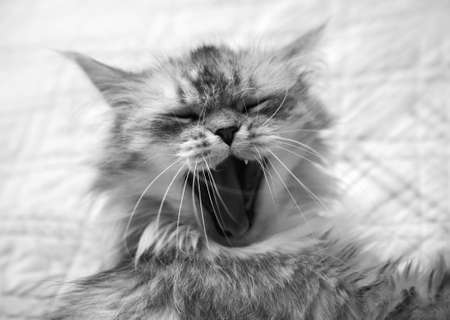 Cat yawning but can appear to be smiling の写真素材
