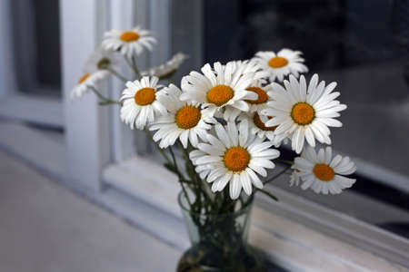 Bouquet of camomiles on a window sillの写真素材