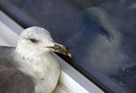The seagull close up with reflectionの写真素材