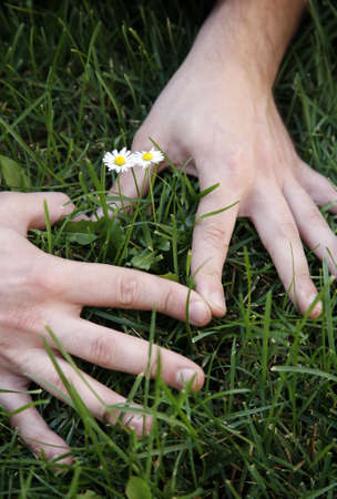Hands of the man as heart, in the middle two small daisiesの写真素材