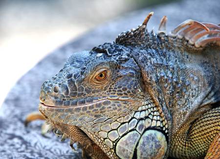 Portrait of a lizard close-up in zoo. Bali. Indonesiaの写真素材