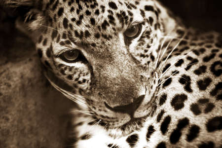 Portrait of a leopard (Panthera pardus). Bali. Indonesia