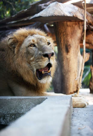 Big lion showing who is the king. Bali a zooの写真素材
