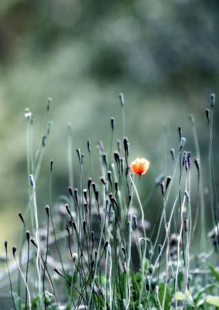 The lonely poppy and is a lot of buds on a green fieldの写真素材