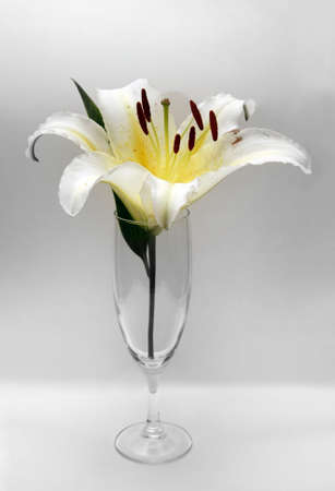 Glass with a flower on a grey の写真素材