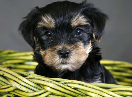  of the yorkshire terrier in a green basketの写真素材