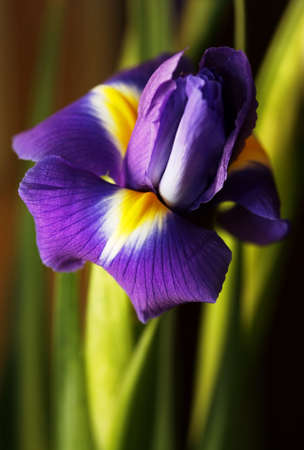 Flower of an iris on a dim background