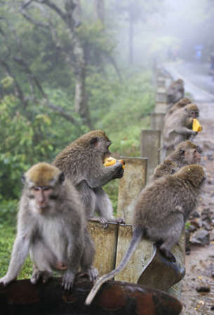 Family of monkeys. Bali. Indonesiaの写真素材