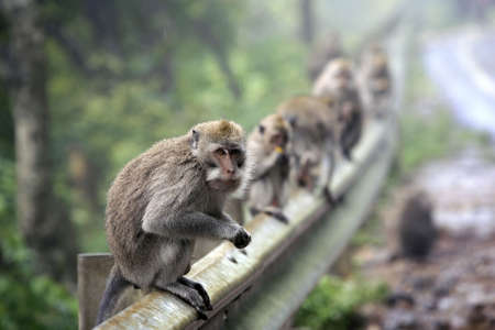 Family of monkeys. Bali. Indonesia