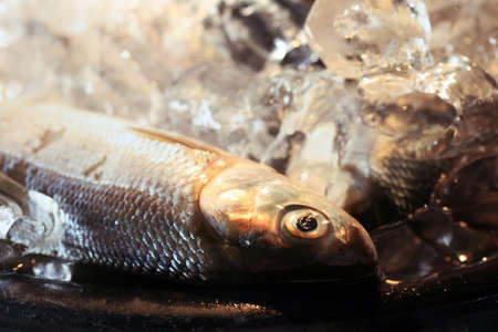 Fresh fish in ice on the marketの写真素材