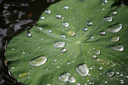Sheet of a lotus with drops of waterの写真素材