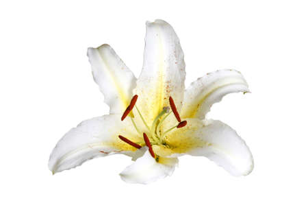 White lily on a white backgroundの写真素材