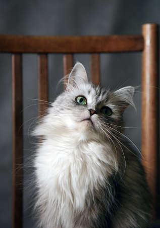 Grey cat with green eyes in studioの写真素材