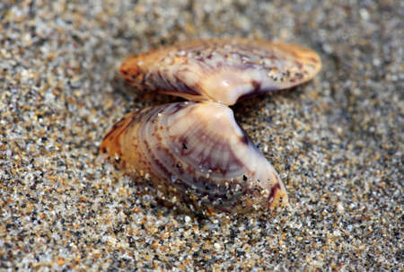 Mollusc bowl of the shellfish on sand macro