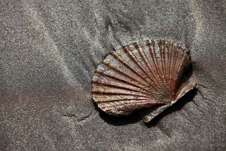 The image of a wet cockleshell close-up on sandの写真素材