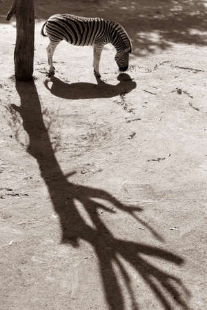 Sad zebra with the shadowの写真素材