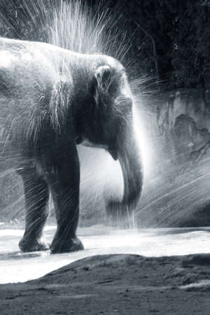 The elephant bathes in water. Zoo in New Zealandの写真素材