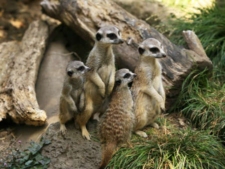 Meerkat or suricate (Suricata, suricatta) is a small mammal and a member of the mongoose family. Zoo in New Zealandの写真素材