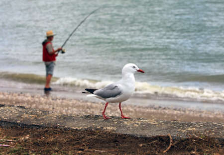Fisherman and the seagull on beach. New Zealandの写真素材