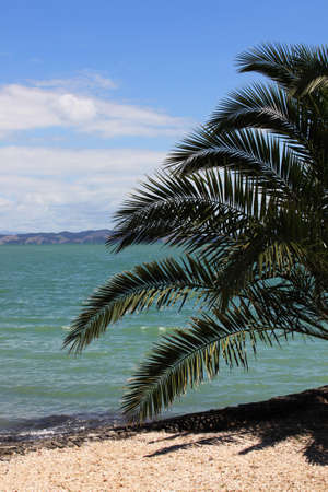 Palm on beach on a background of the blue skyの写真素材