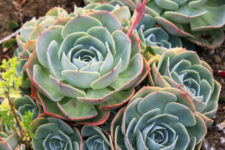 Sempervivum - Hens and Chicks - Sempervivum soboliferumの写真素材