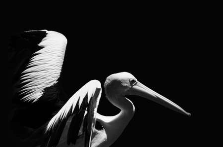 Pelican with the straightened wings on a black backgroundの写真素材