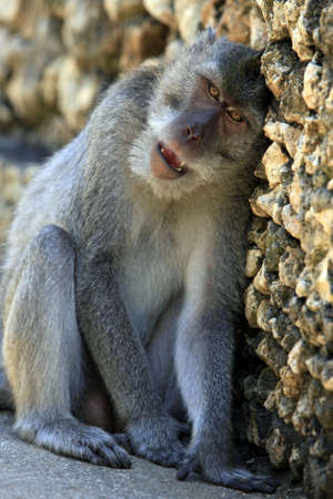 Portrait of the monkey with an amusing grimace
