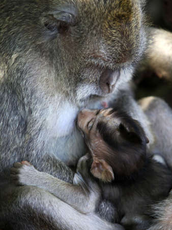 Family of monkeys. Monkeys forest on Bali. Indonesiaの写真素材